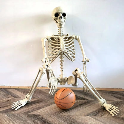 Adjustable Human Skeleton 90–165 cm — Lifelike Decoration for Halloween and Horror Occasions