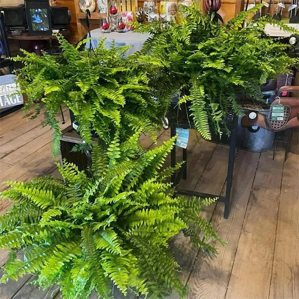 Buy One, Get One Free | Realistic UV-Resistant Artificial Boston Fern